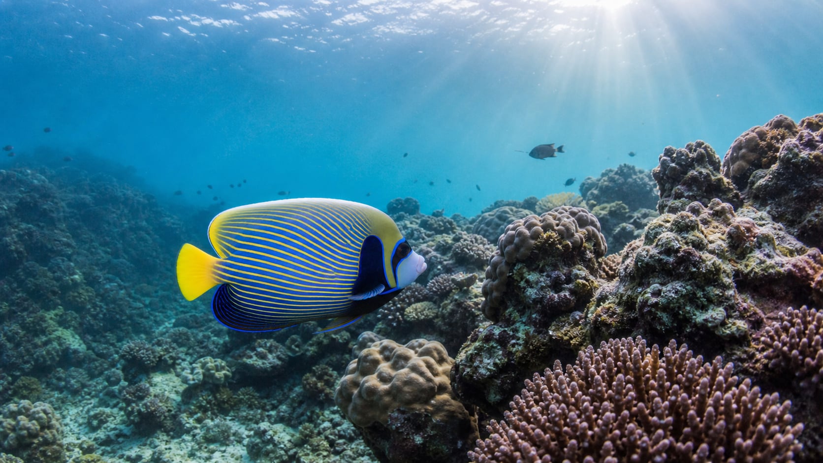 Leuchtend blau-gelb gestreifter Imperator-Kaiserfisch schwimmt vor einem bunten Korallenriff auf Koh Tao