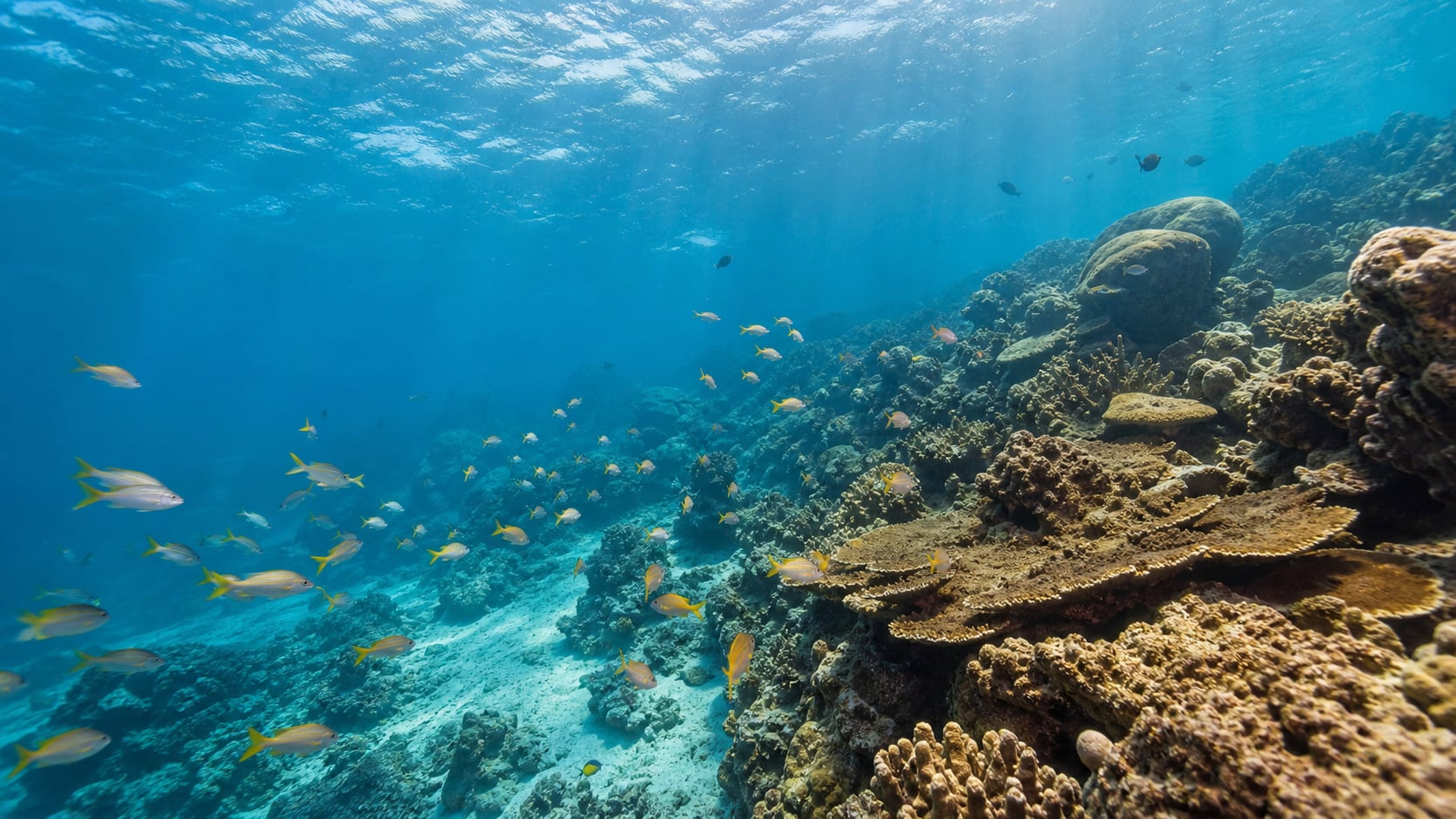 Unterwasseraufnahme eines Korallenriffs mit Schwarm bunter Fische vor kristallklarem Wasser in Thailand