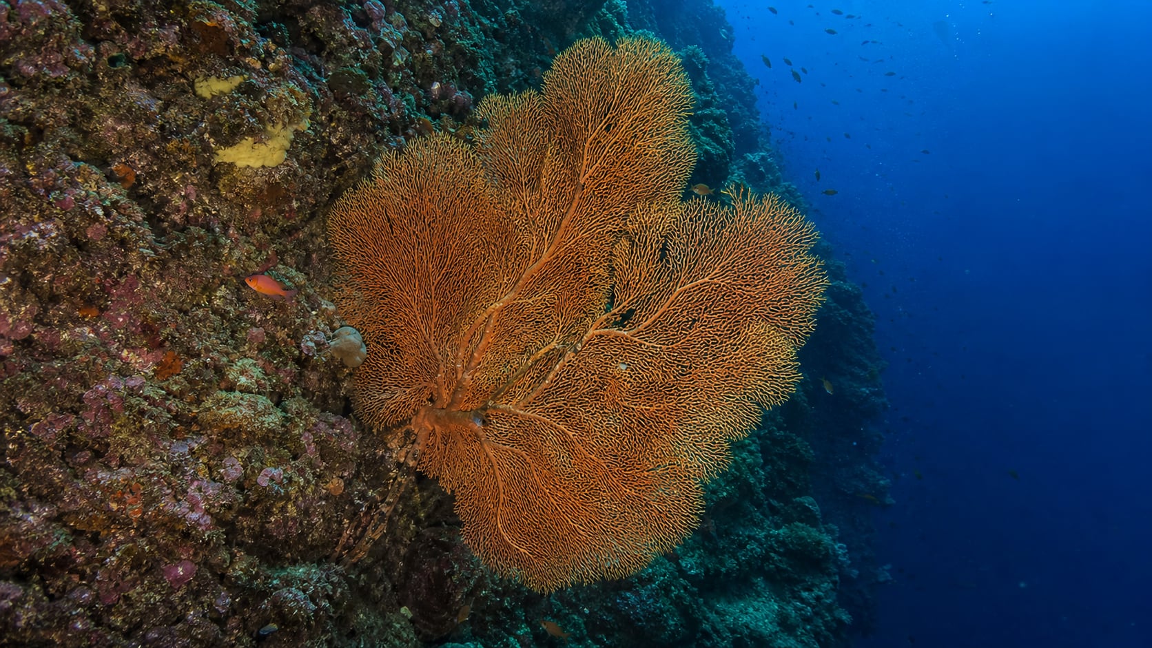 Große Gorgonie an der Steilwand von Menjangan, angeleuchtet vom Lampenkegel eines Tauchers