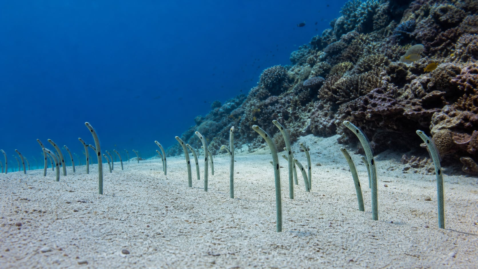 Gartenaale auf dem Sandplateau am Fuß der Steilwand von Menjangan Island