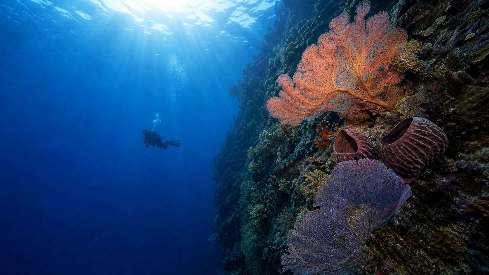 Taucher an der Steilwand von Menjangan Island mit Gorgonien und klarem blauem Wasser, West-Bali