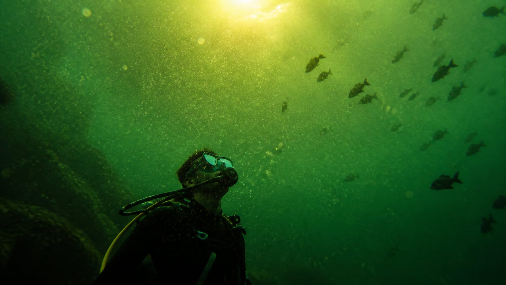 Taucher im grünlich-trüben Wasser bei Koh Tao während der Planktonblüte, von unten fotografiert