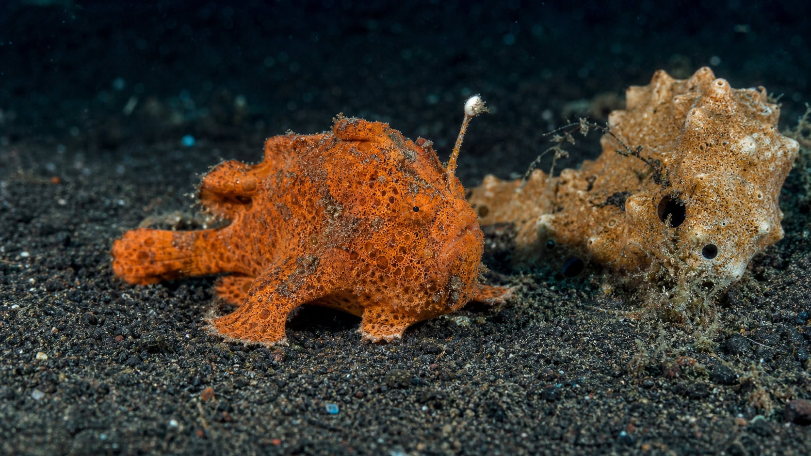 Anglerfisch auf schwarzem Vulkansand beim Muck Diving in Seraya Secrets, Ost-Bali