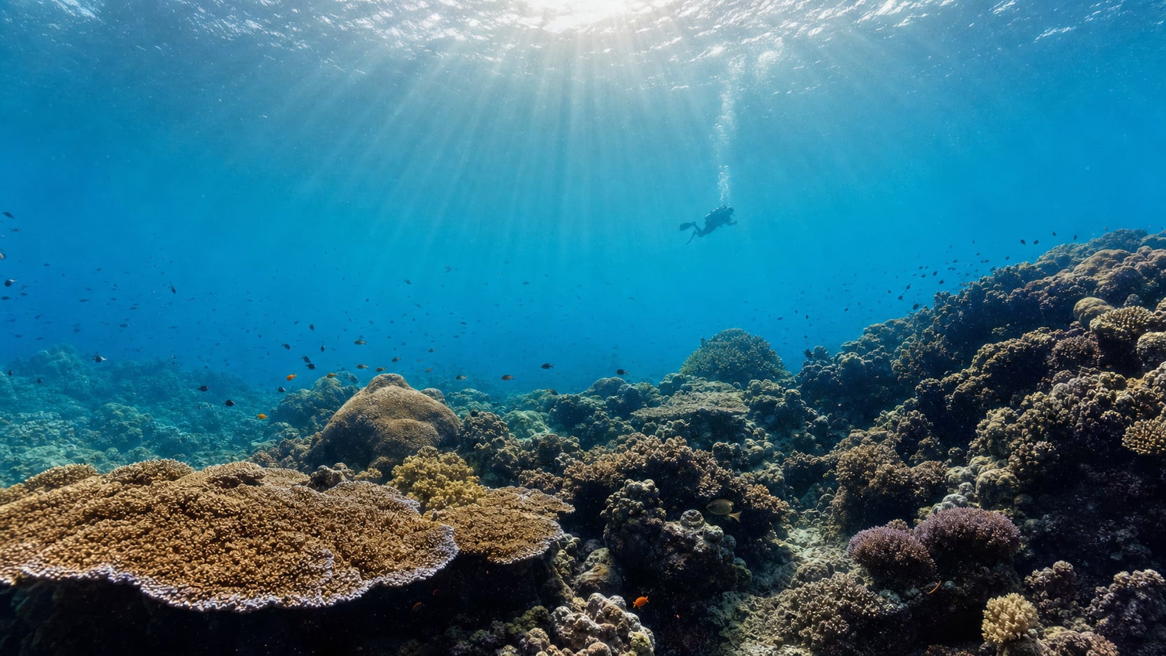 Klare Unterwassersicht und Sichtweite auf Koh Tao mit blauem Wasser und Korallenriff