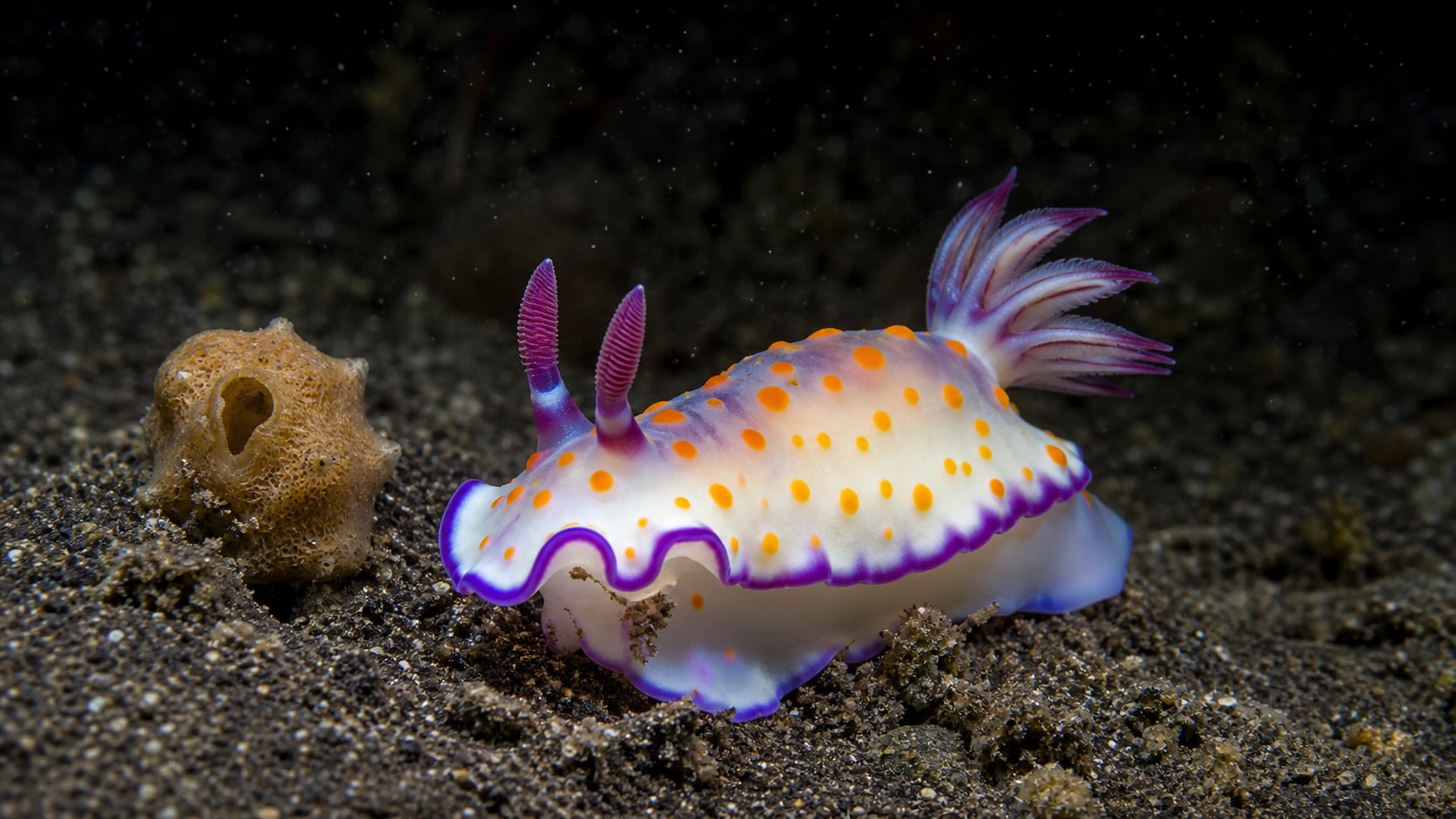 Bunte Nacktschnecke auf schwarzem Vulkansand am Hausriff in Kubu, Ost-Bali