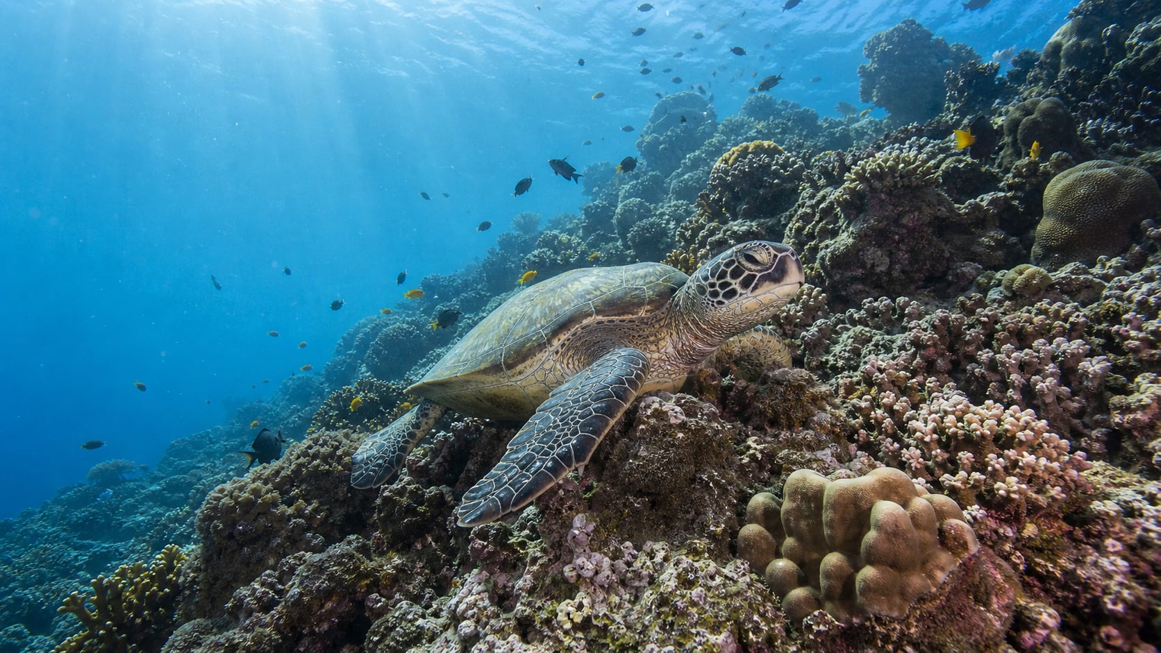 Grüne Meeresschildkröte auf einem Korallenhang in der Bucht von Pemuteran, Bali
