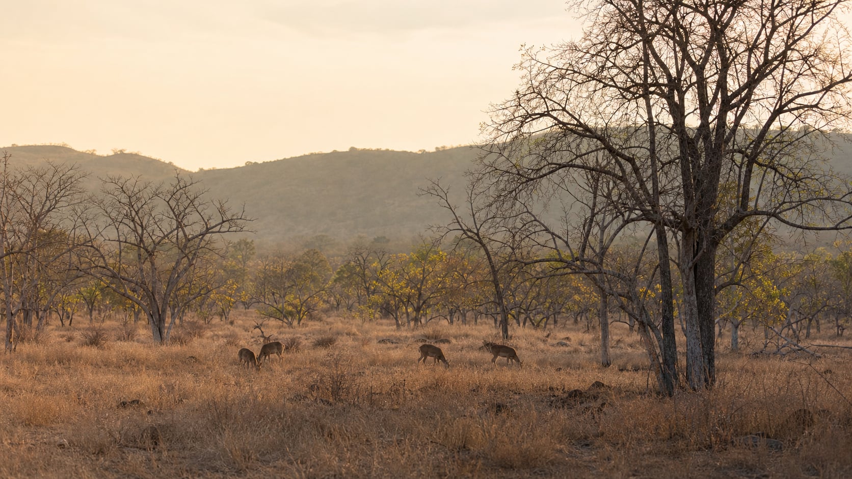 Trockene Savannenlandschaft im West-Bali-Nationalpark mit Hirschen im Morgenlicht