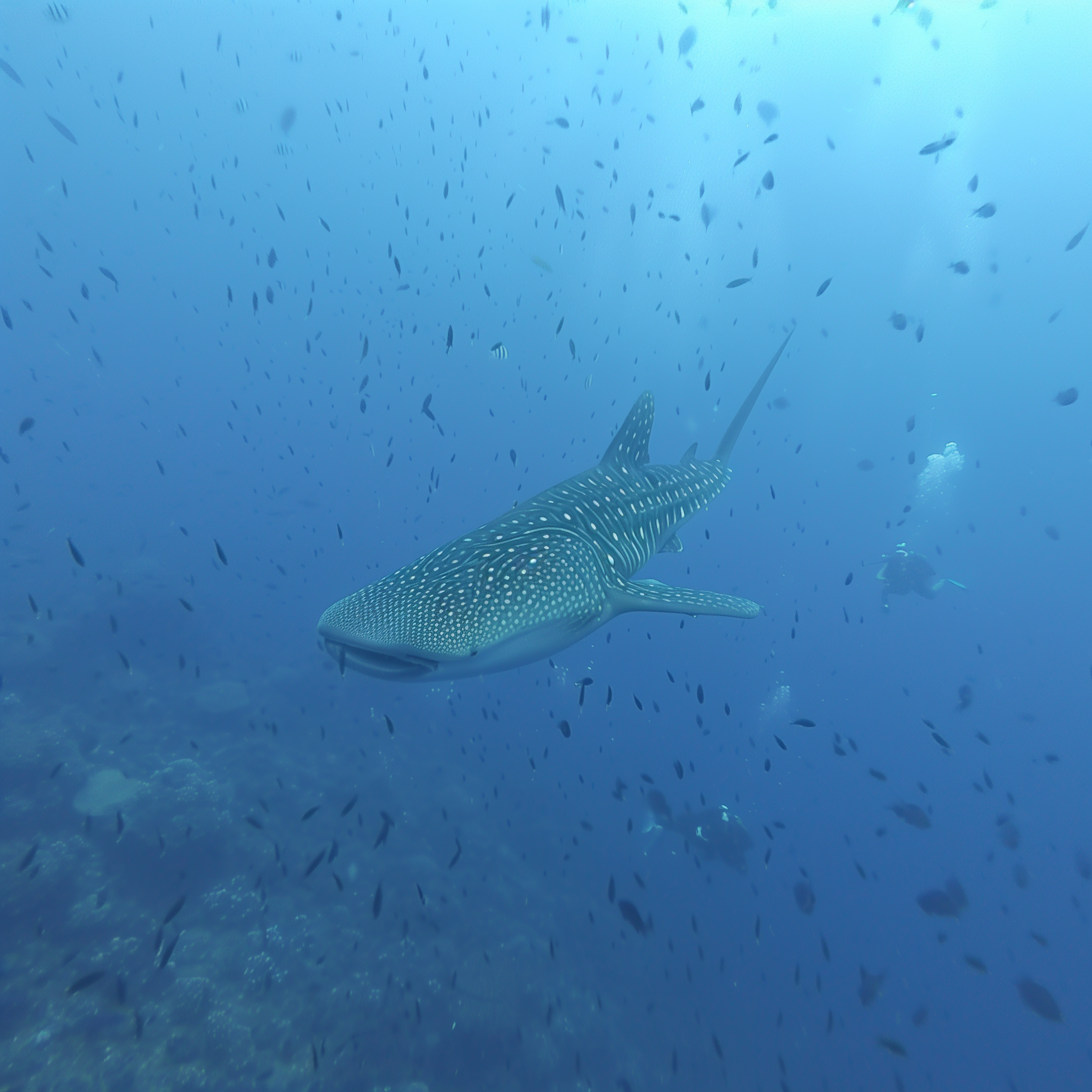 Walhai beim Tauchen auf Koh Tao